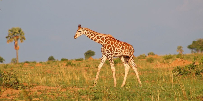 uganda wildlife and activity holiday mJvLE.jpg