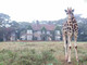 giraffe_manor-qWqMN.jpg