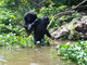 lileauchimpanzee.jpg