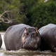 Bini Hippo