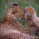 Cheetah Centre