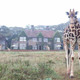 Giraffe manor