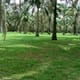 Jardin botanique de bingerville