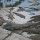 Lac aux caimans 