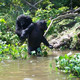 L'île Aux Chimpanzés