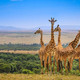 Masai mara park