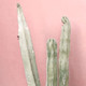 Pink Cactus