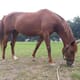 Poney club du golf
