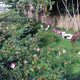 Villa Mango