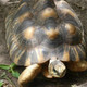 Village des Tortues