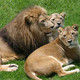 Zoo de Johannesburg
