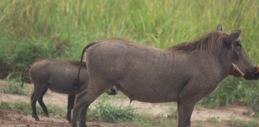 6 day murchison falls & lake mburo adventure
