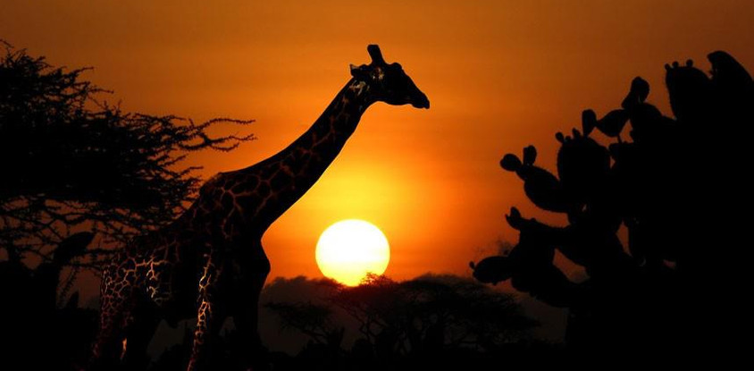  masai mara migration special