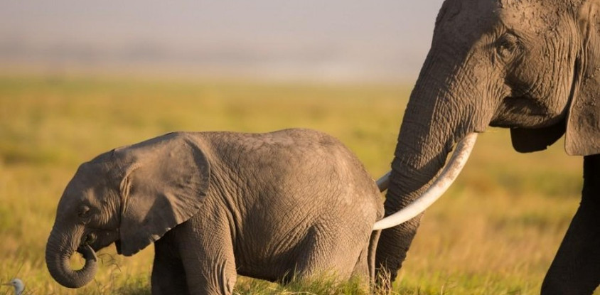 5 DAYS 4 NIGHTS KENYA SAFARIS 