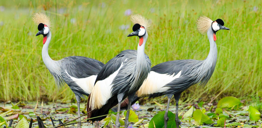 5 days uganda big five safari