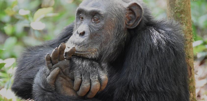 Gorilla and wildlife experience