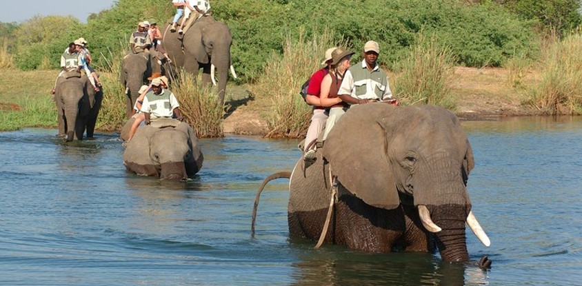Experience an elephant ride safari - mukuni big 5