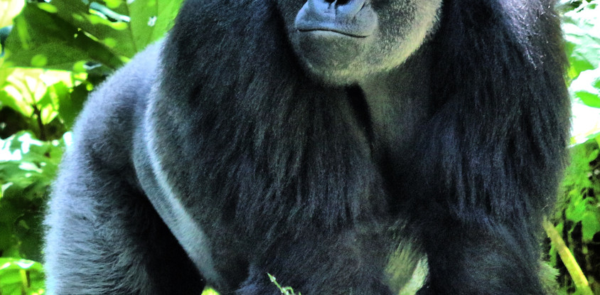 Four days uganda safari tour bwindi impenetrable and lake bunyonyi