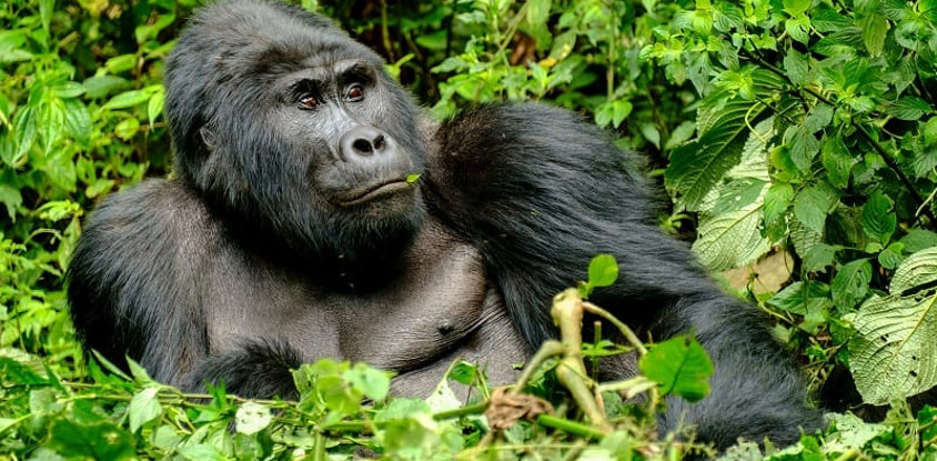 5 days uganda gorilla trekking, chimpanzee and wildlife safari