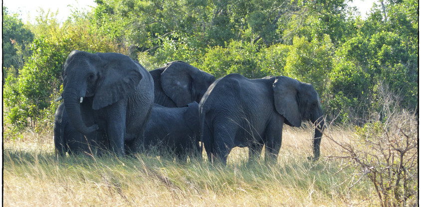 2 days tanzania private safari - tarangire & ngorongoro tanzania private safari