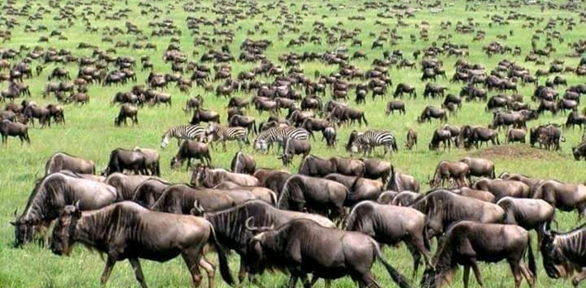 4 days tanzania safari manyara national park, serengeti national park & ngorongoro crater