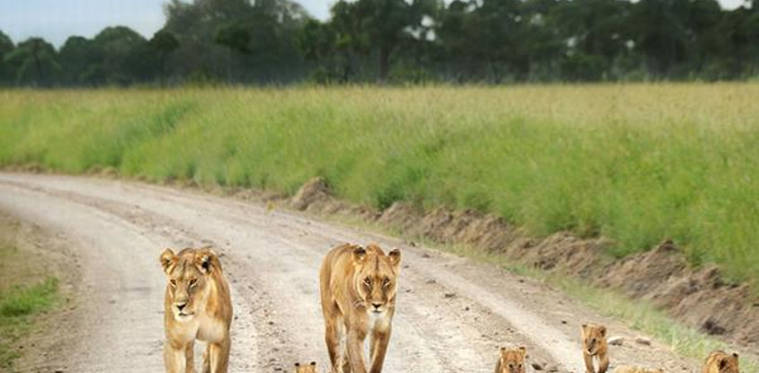10 days wildebeest migration safari package