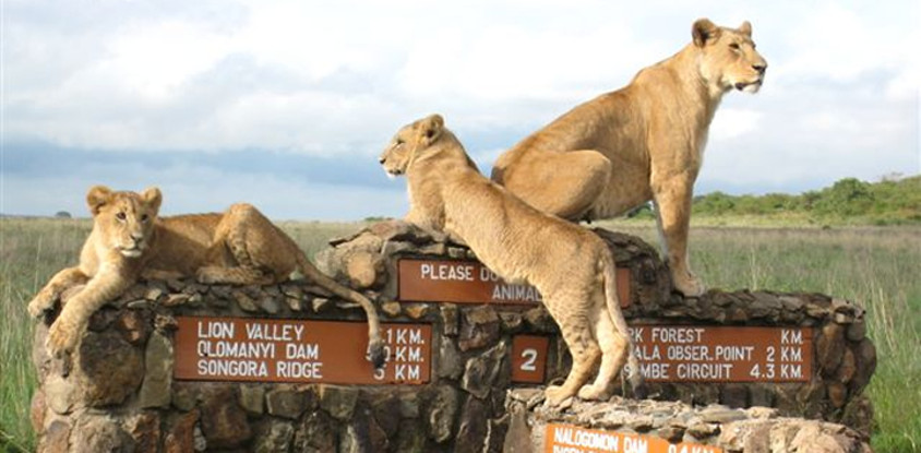 Nairobi national park day tours 