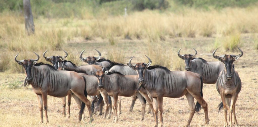 2days nyerere national park