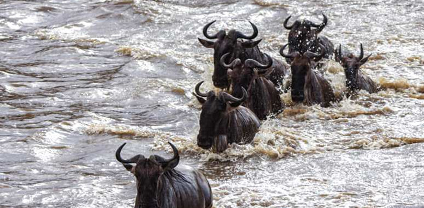 3 days masai mara safari 