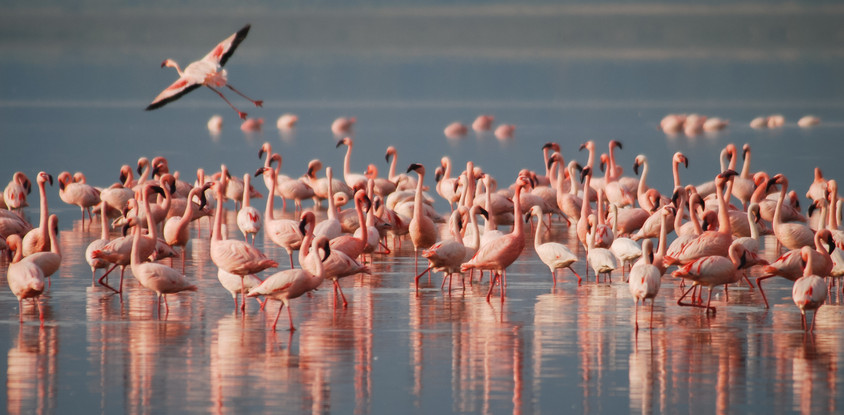  3- days tarangire ,lake manyara & ngorongoro tanzania safari