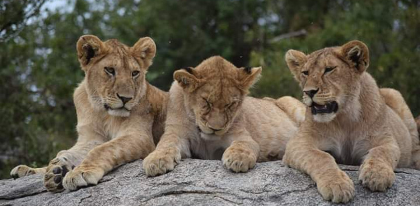 3 days tarangire, ngorongoro crater & lake manyara parks group tour