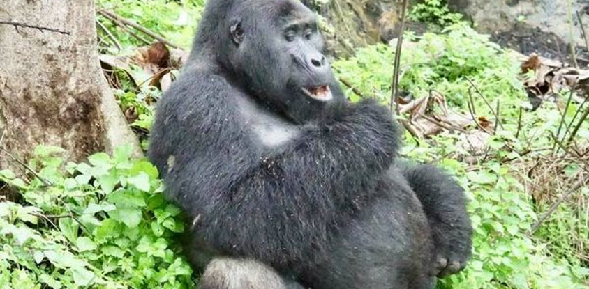 Uganda rwanda gorilla and wildlife safari - 12 days