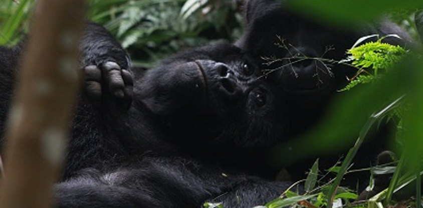 6 day 4 star gorilla trekking safari and wildlife vacation