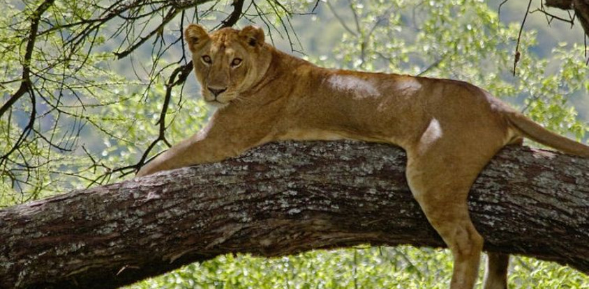 One day joining tanzania safari lake manyara national park with burigi chato safari co l.t.d