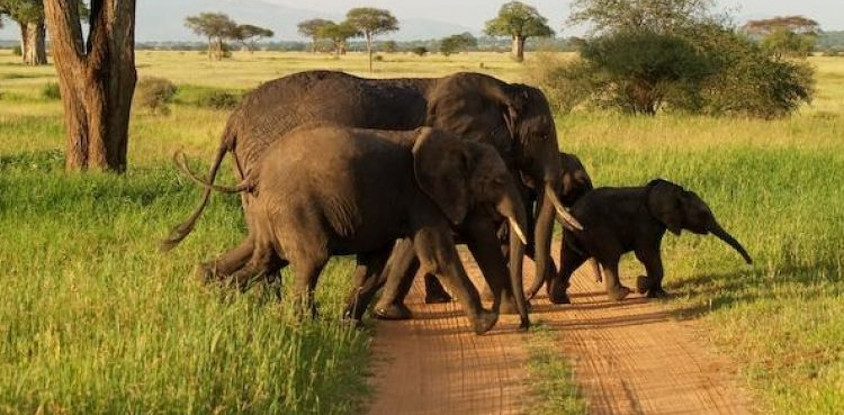 2 days northern tanzania budget safari