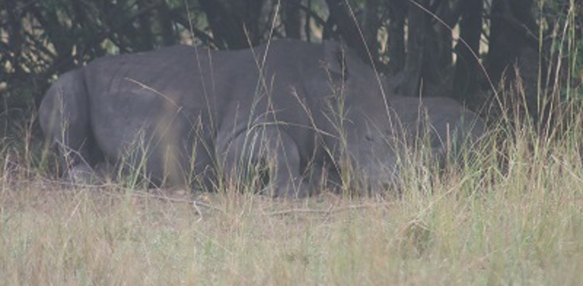 6 day murchison falls & lake mburo adventure