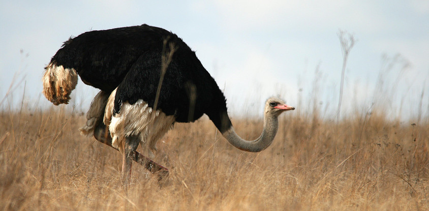 5- days tarangire, serengeti, ngorongoro & arusha tanzania safari