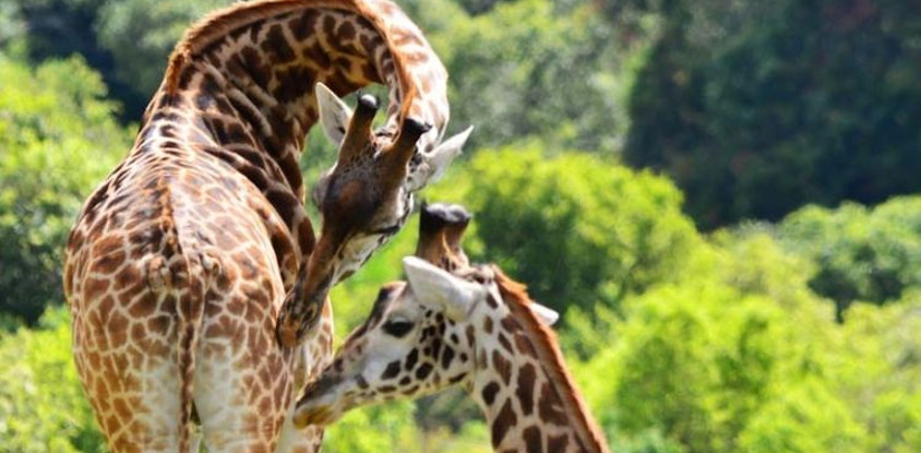 1 day joining safari in tarangire national park with burigi chato safari co l.t.d