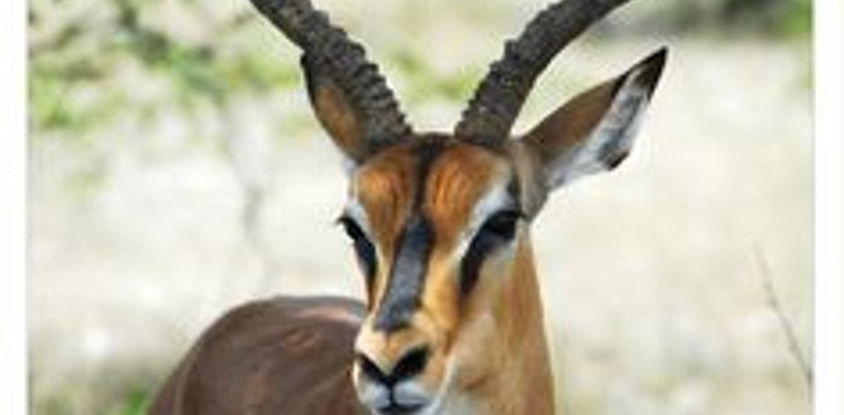 6 Days Etosha, Swakopmund & Sossusvlei (Lodging) Namibia