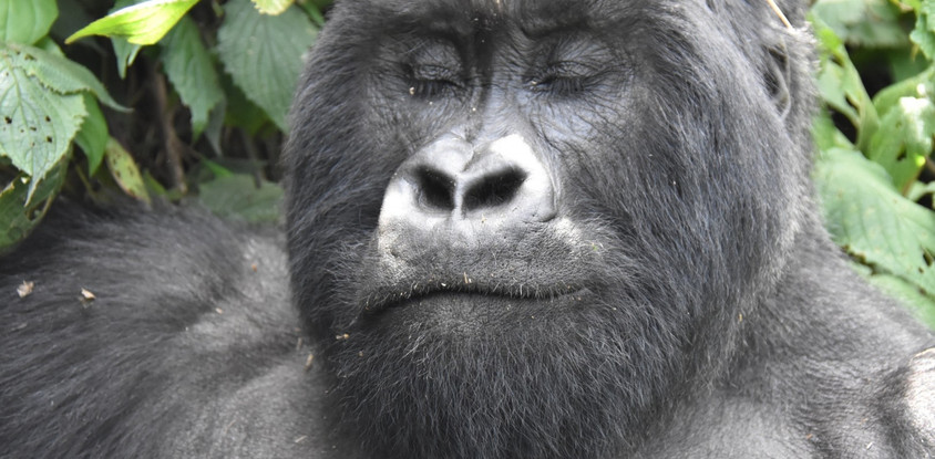 Gorilla Trip
