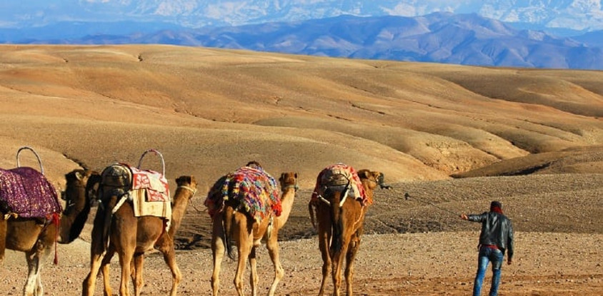 Camel riding in the desert