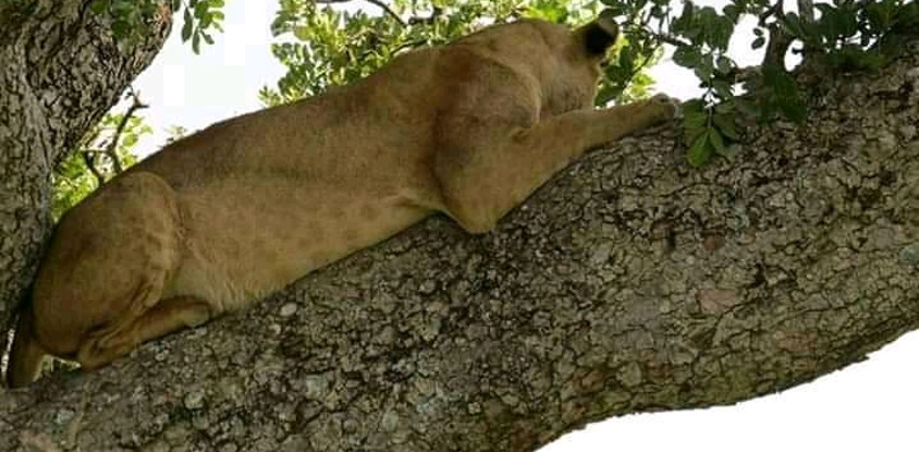 1 day safari manyara national park