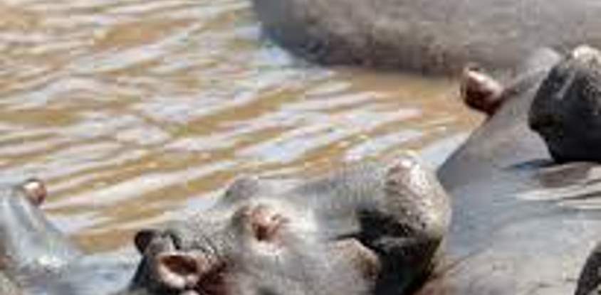 5 days safari holiday packages kenya l kenya lodge safaris