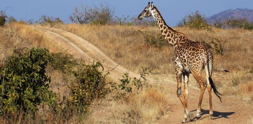 4 Day Safari to Ruaha National Park