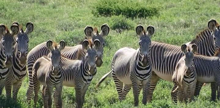 5 days tanzania safari tarangire national park, serengeti national park, ngorongoro crater and lake manyara national park