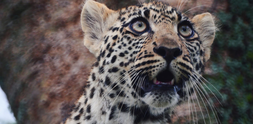 Five days safari- manyara, tarangire, serengeti & ngorongoro