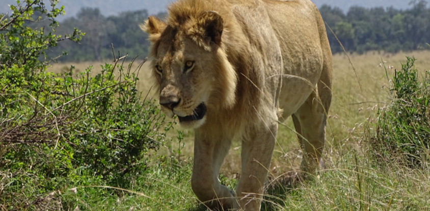 Nairobi national park day trip