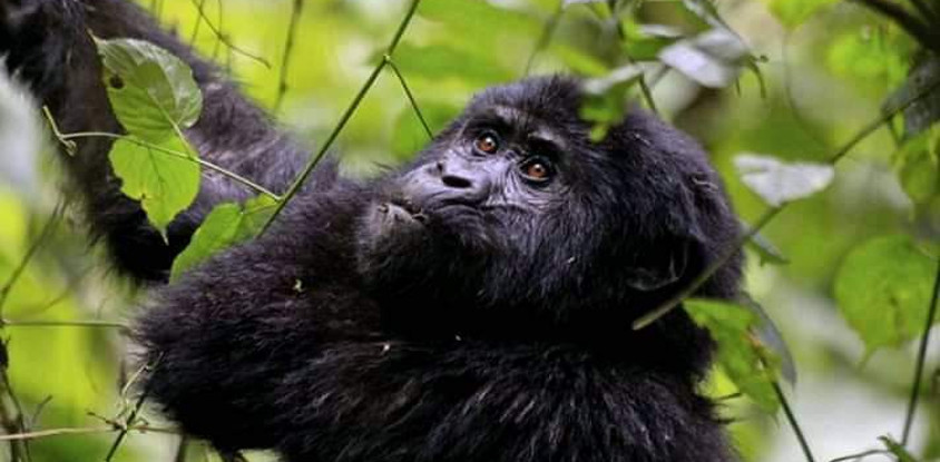 Three days gorilla trekking in uganda