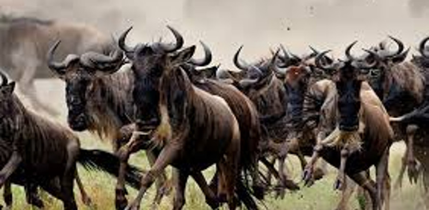  4 days great wildebeest migration safari maasai mara