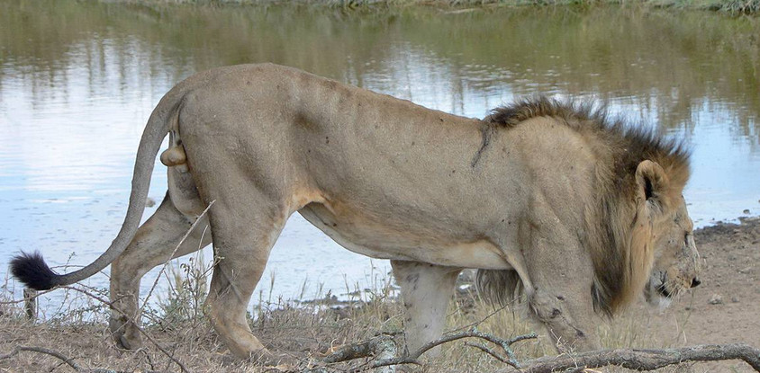 Tanzania budget mobile camping safari